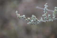 Atriplex polycarpa