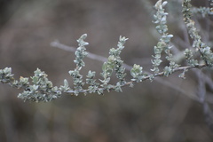 Atriplex polycarpa