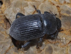 Phylan obesus