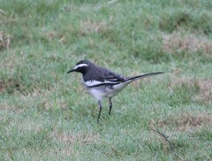 Motacilla maderaspatensis