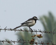 Motacilla maderaspatensis