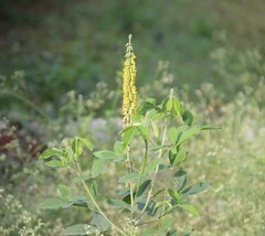 Crotalaria pallida