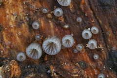 Resupinatus striatulus