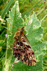 Boloria titania