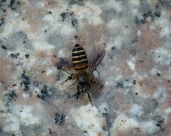 Apis cerana indica