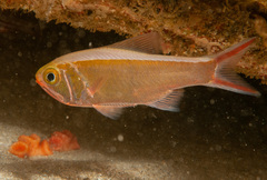 Optivus agastos
