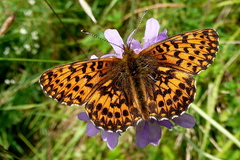Boloria titania