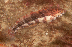 Eupetrichthys angustipes