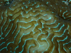 Leptoria phrygia