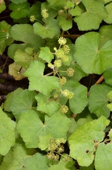 Hydrocotyle javanica