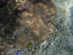 Leptoria phrygia