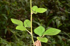 Hylodesmum repandum