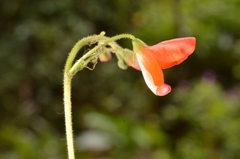 Hylodesmum repandum