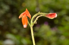 Hylodesmum repandum