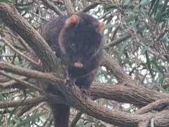 Pseudocheirus occidentalis