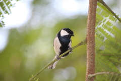 Parus cinereus
