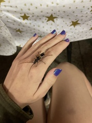 Phoracantha semipunctata