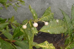 Ardisia