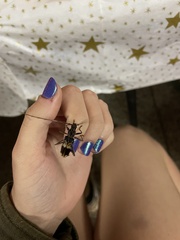 Phoracantha semipunctata