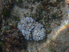 Cladiella