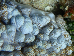Cladiella