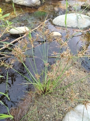 Cyperus flavidus