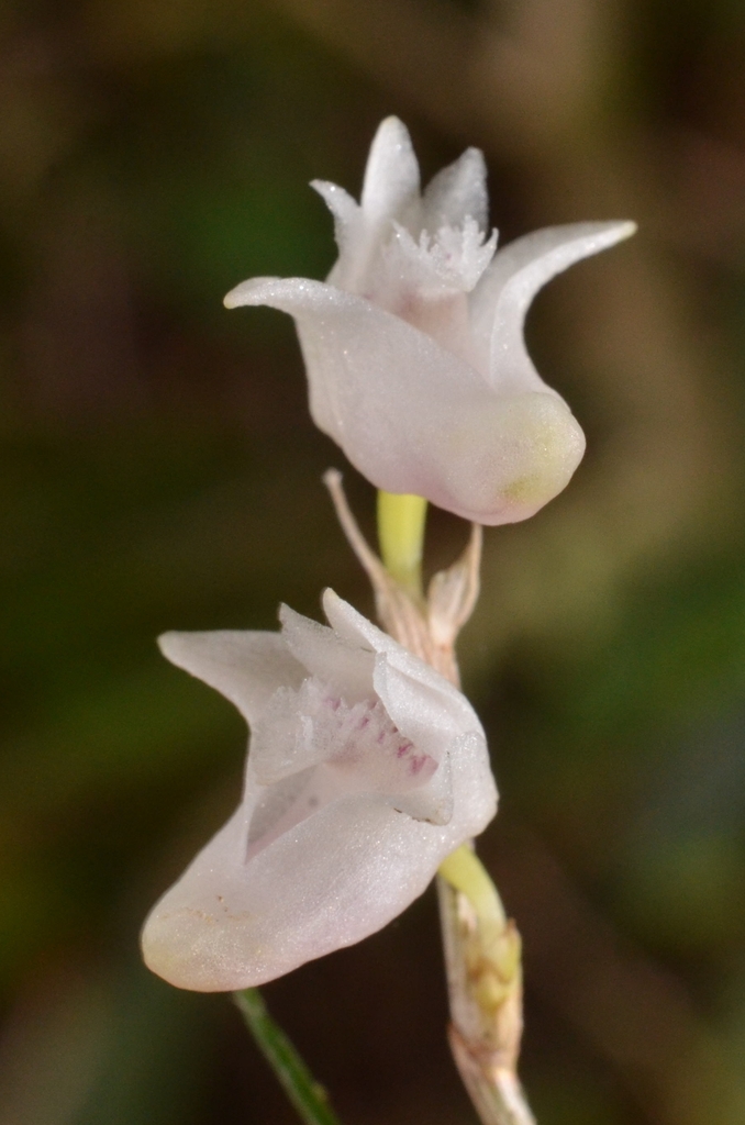 Dendrobium dentatum Seidenf.