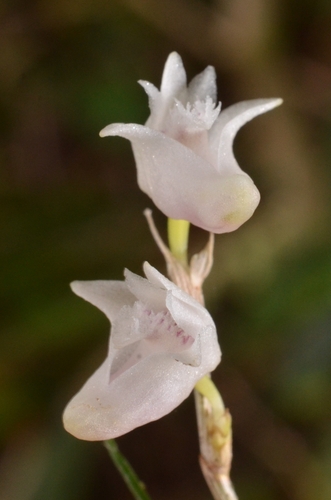 Dendrobium dentatum