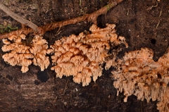 Cerrena zonata