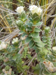 Pimelea villosa