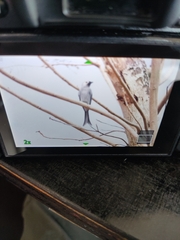 Dicrurus leucophaeus leucogenis