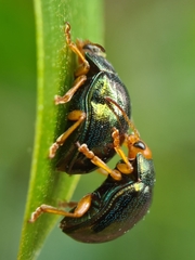 Calomela ruficeps