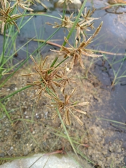 Cyperus flavidus