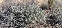 Teucrium capitatum