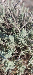 Teucrium capitatum