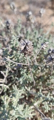 Teucrium capitatum
