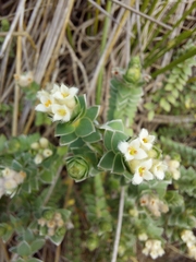 Pimelea villosa
