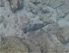 Sparisoma chrysopterum