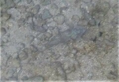 Sparisoma chrysopterum