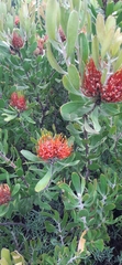Leucospermum × hybridum