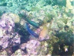 Microspathodon chrysurus