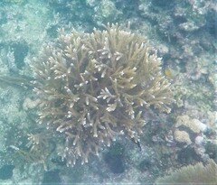 Acropora cervicornis