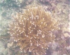 Acropora cervicornis