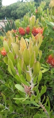 Leucospermum × hybridum
