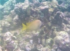 Microspathodon chrysurus