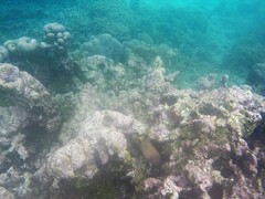 Microspathodon chrysurus