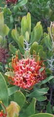 Leucospermum × hybridum