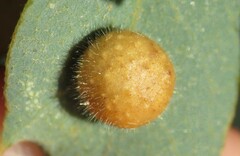 Xanthoteras eburneum