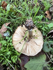 Chlorophyllum olivieri