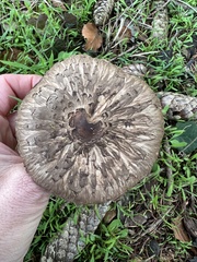 Chlorophyllum olivieri